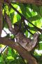Amazonas06 - 393 * Three-toed Sloth.